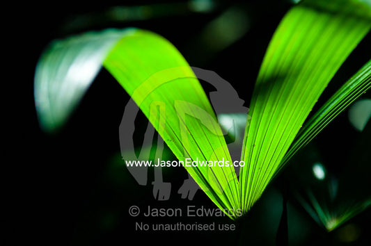 Sunlight pierces the rainforest canopy high above illuminating leaf veins near the forest floor. Amazon Basin, Loreto Region, Maynas Province, Peru.