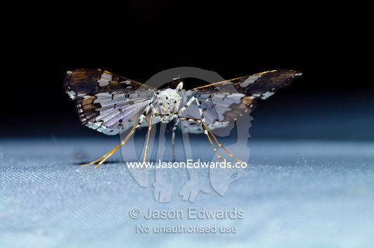 A mosaic of silver and ochre wing markings on a tiny moth in the Amazon rainforest. Amazon Basin, Loreto Region, Maynas Province, Peru.