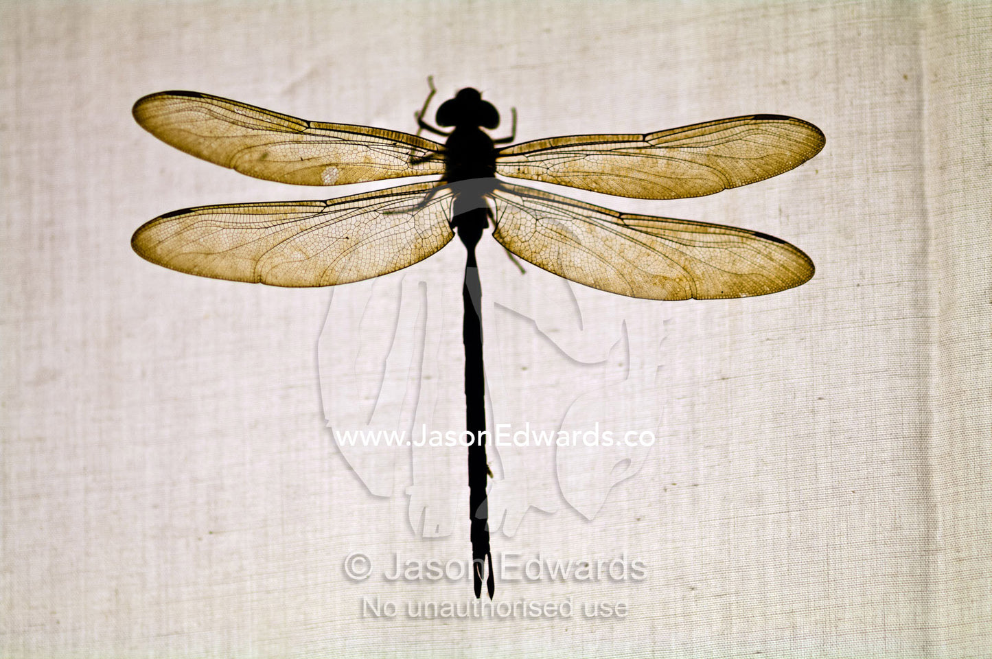 The delicate veined wings of a dragonfly backlit by a globe behind a cotton sheet hanging on a line. Amazon Basin, Loreto Region, Maynas Province, Peru.