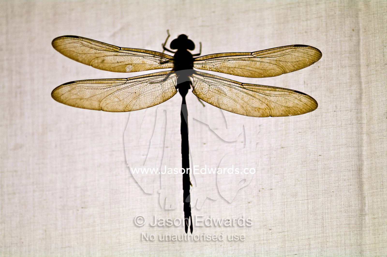 The delicate veined wings of a dragonfly backlit by a globe behind a cotton sheet hanging on a line. Amazon Basin, Loreto Region, Maynas Province, Peru.