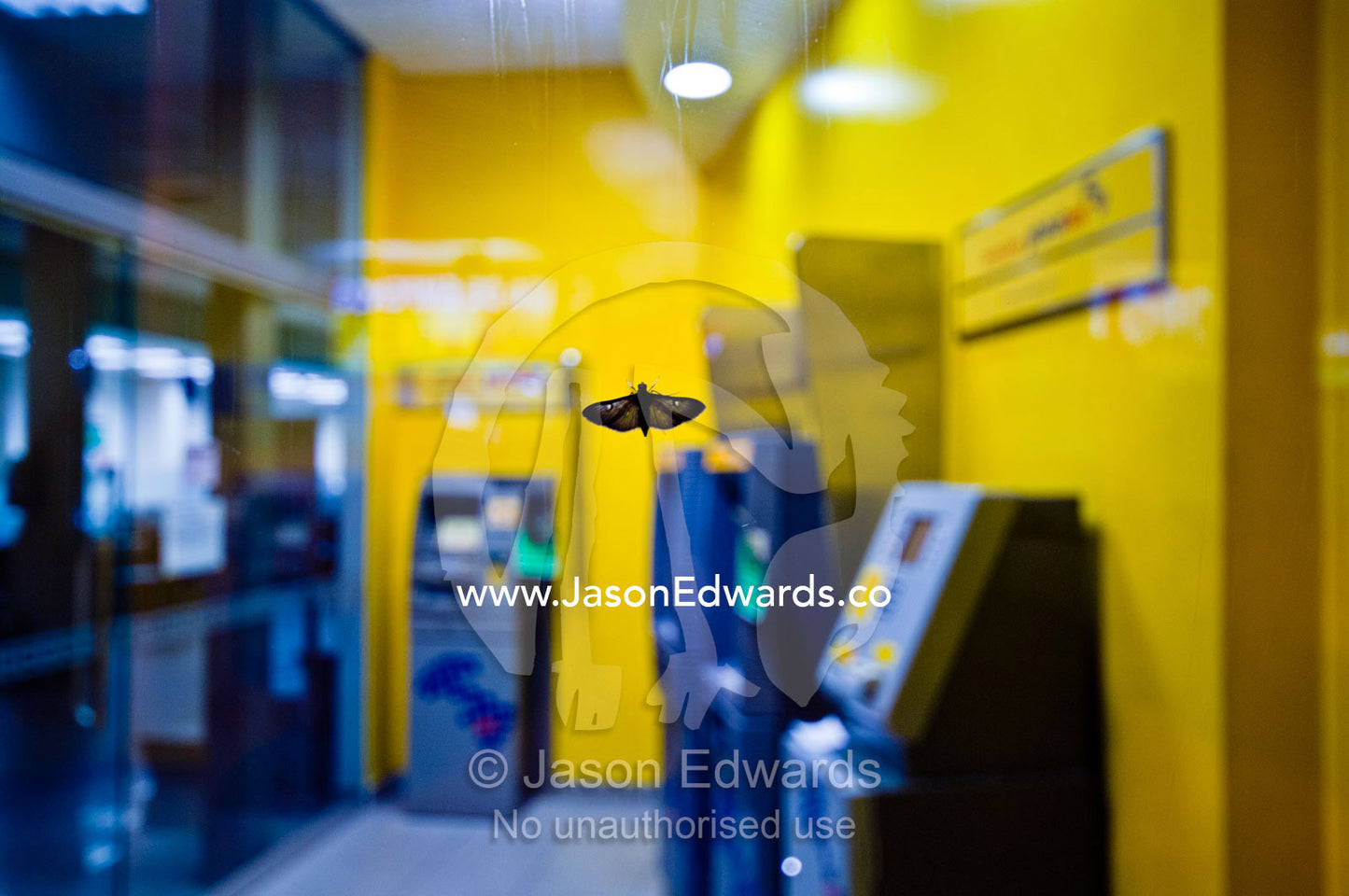 A moth attracted to the lighting at a bank with automatic teller machines resting on the window at night. quitos, Amazon Basin, Loreto Region, Maynas Province, Peru.