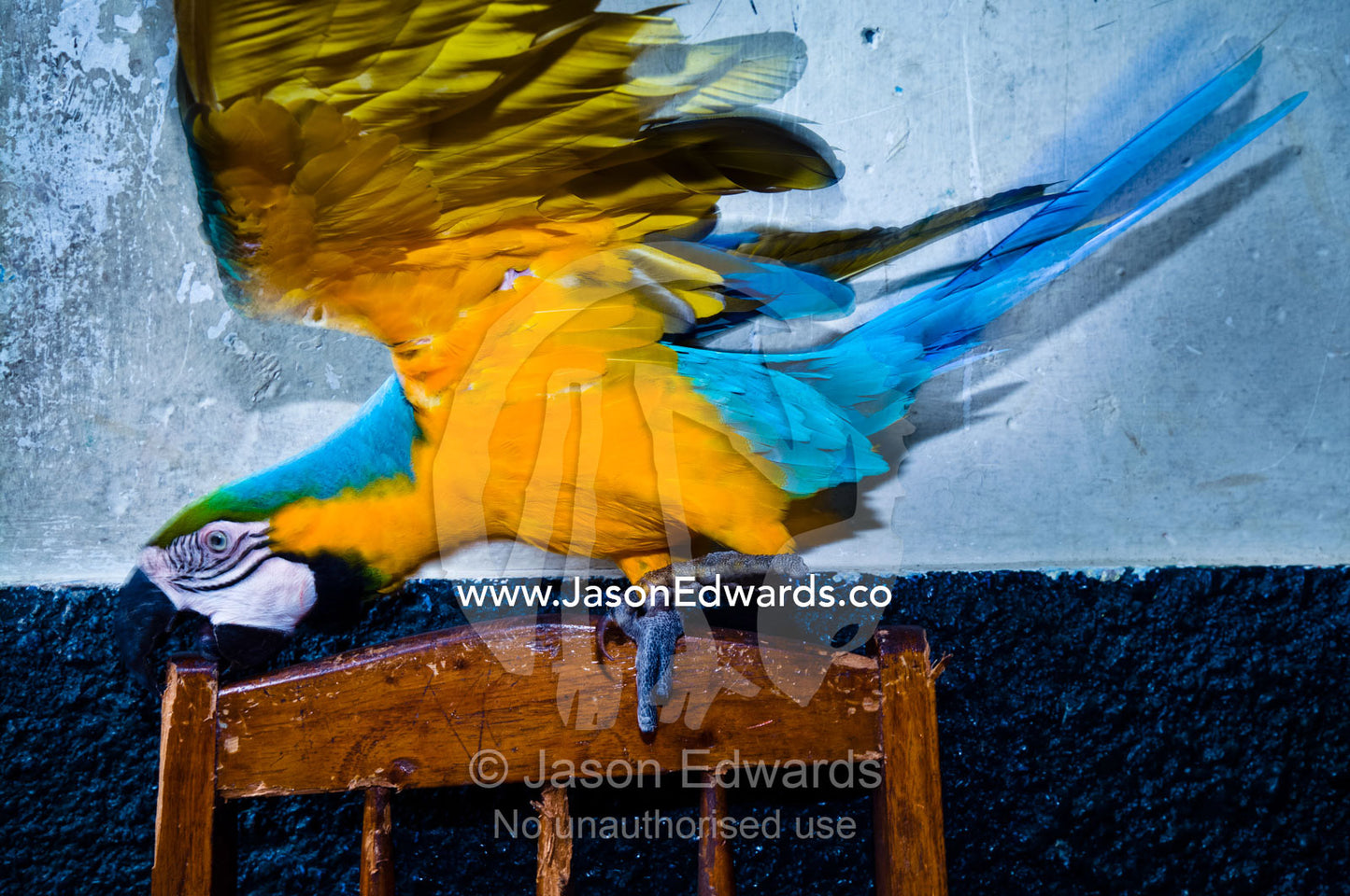 A Blue-and-Gold Macaw uses it's powerful beak to gnaw on the back of a timber chair. Parque de Quistococha, Quistococha Zoo, Iquitos, Amazon Basin, Loreto Region, Maynas Province, Peru.