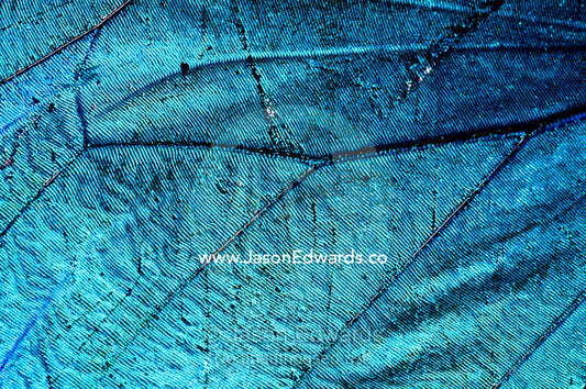 The irridescent metallic blue scales and veins on the wing of a Menelaus Blue Morpho Butterfly. Pilpintuwasi Butterfly Farm, Iquitos, Amazon Basin, Loreto Region, Maynas Province, Peru.