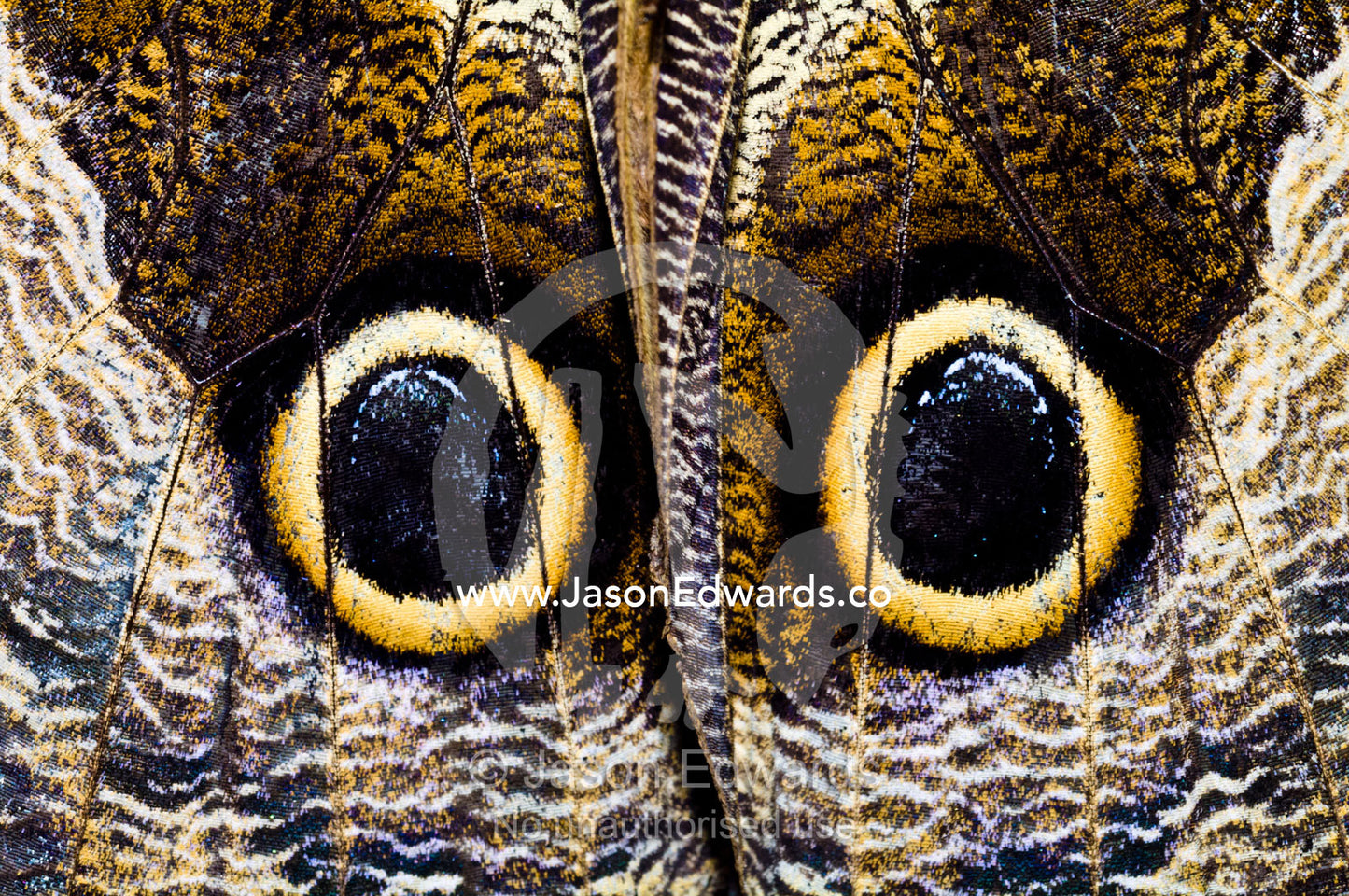 The wing markings of an Owl Butterfly look like giant eyes to predators looking for an easy meal. Pilpintuwasi Butterfly Farm, Iquitos, Amazon Basin, Loreto Region, Maynas Province, Peru.