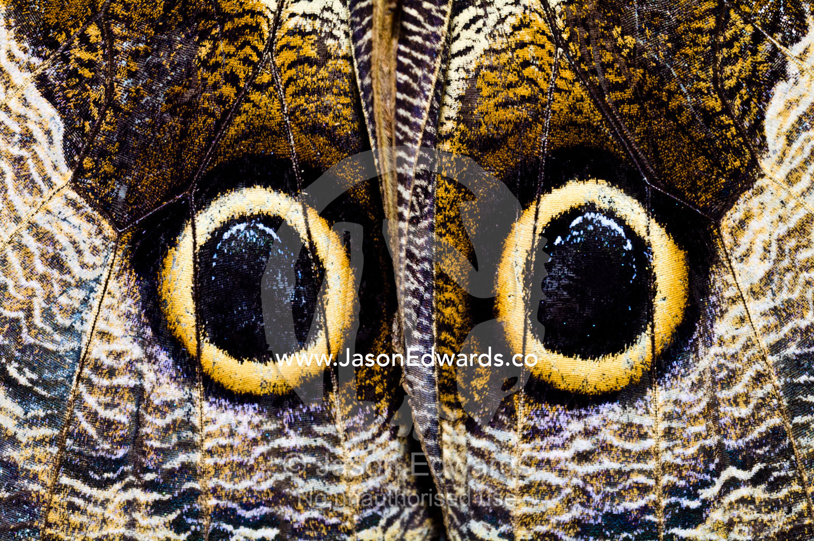 The wing markings of an Owl Butterfly look like giant eyes to predators looking for an easy meal. Pilpintuwasi Butterfly Farm, Iquitos, Amazon Basin, Loreto Region, Maynas Province, Peru.
