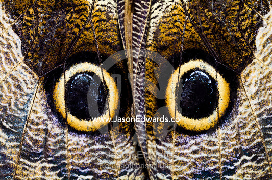 The wing markings of an Owl Butterfly look like giant eyes to predators looking for an easy meal. Pilpintuwasi Butterfly Farm, Iquitos, Amazon Basin, Loreto Region, Maynas Province, Peru.