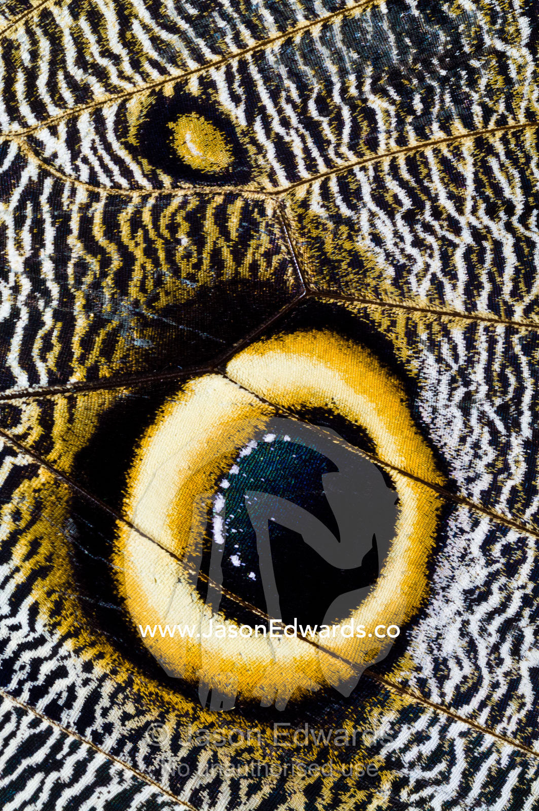 The wing markings of an Owl Butterfly look like giant eyes to predators looking for an easy meal. Pilpintuwasi Butterfly Farm, Iquitos, Amazon Basin, Loreto Region, Maynas Province, Peru.