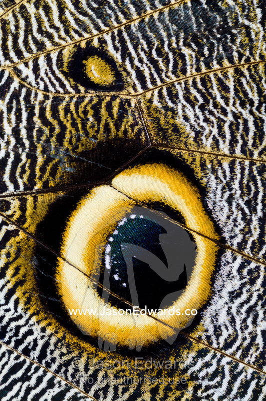 The wing markings of an Owl Butterfly look like giant eyes to predators looking for an easy meal. Pilpintuwasi Butterfly Farm, Iquitos, Amazon Basin, Loreto Region, Maynas Province, Peru.