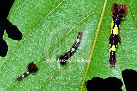 A trio of Menelaus Blue Morpho Butterfly caterpillars feeding on a green leaf. Pilpintuwasi Butterfly Farm, Iquitos, Amazon Basin, Loreto Region, Maynas Province, Peru.