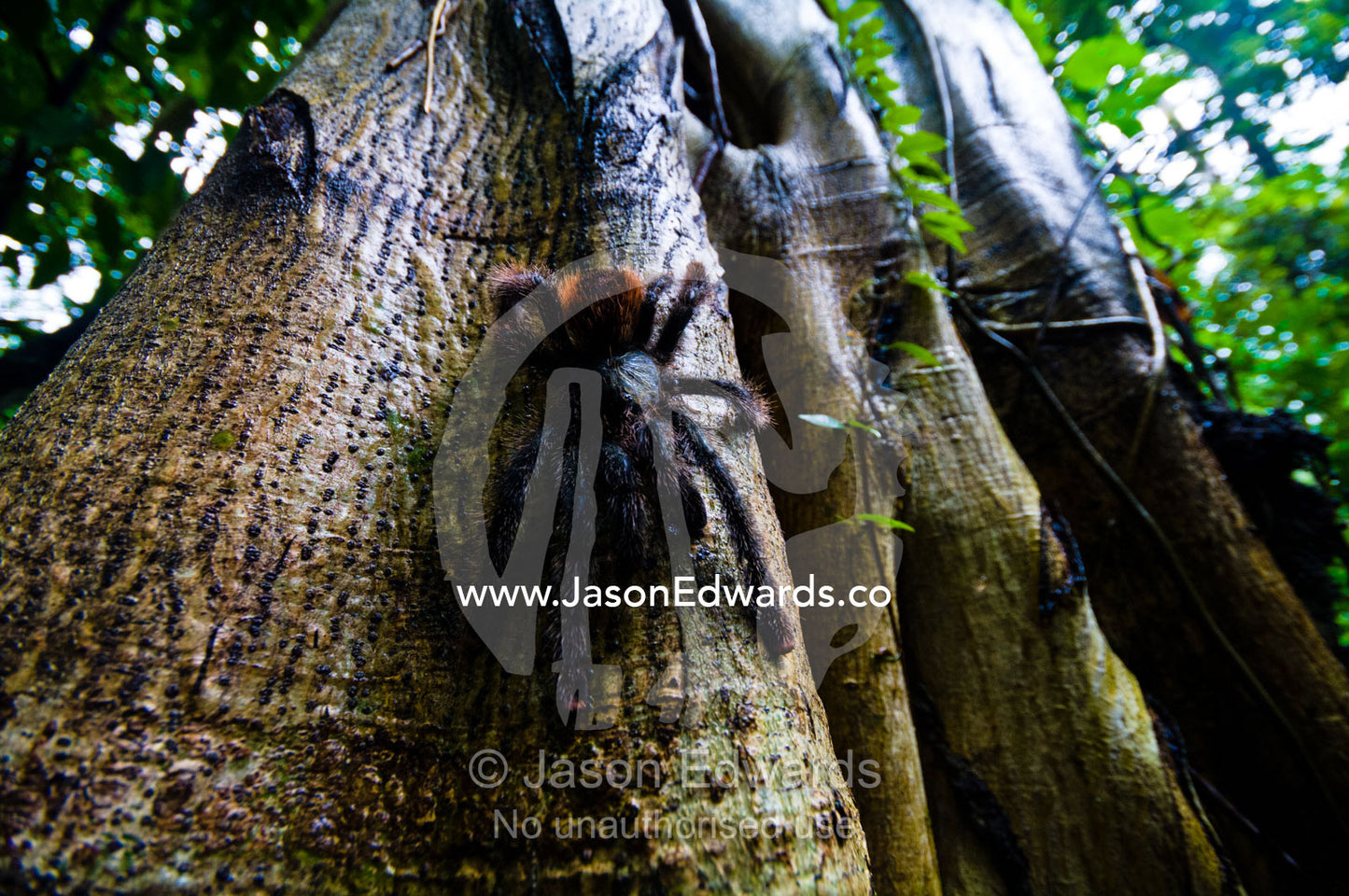 A Peruvian Pinktoe Tarantula descending a tree trunk in the Amazon Rainforest. Near Pacaya Samiria Reserve, Reserva Nacional Pacaya Samiria, Amazon River, Maranon River and Ucayali River Confluence, Rio Amazonas, Rio Maranon, Rio Ucayali, Loreto Region, Maynas Province, Amazon Basin, Peru.