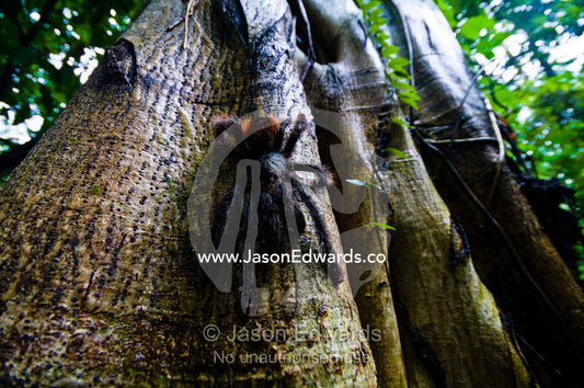 A Peruvian Pinktoe Tarantula descending a tree trunk in the Amazon Rainforest. Near Pacaya Samiria Reserve, Reserva Nacional Pacaya Samiria, Amazon River, Maranon River and Ucayali River Confluence, Rio Amazonas, Rio Maranon, Rio Ucayali, Loreto Region, Maynas Province, Amazon Basin, Peru.