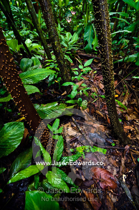 Large sharp spines protect the stilt roots of a Walking Palm from grazing predation in the Amazon Rainforest. Near Pacaya Samiria Reserve, Reserva Nacional Pacaya Samiria, Amazon River, Maranon River and Ucayali River Confluence, Rio Amazonas, Rio Maranon, Rio Ucayali, Loreto Region, Maynas Province, Amazon Basin, Peru.