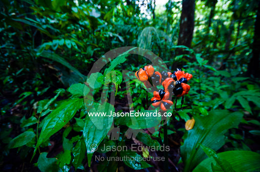 The bright red and velvet black berries of a Guarana emerging from the rainforest floor. Near Pacaya Samiria Reserve, Reserva Nacional Pacaya Samiria, Amazon River, Maranon River and Ucayali River Confluence, Rio Amazonas, Rio Maranon, Rio Ucayali, Loreto Region, Maynas Province, Amazon Basin, Peru.