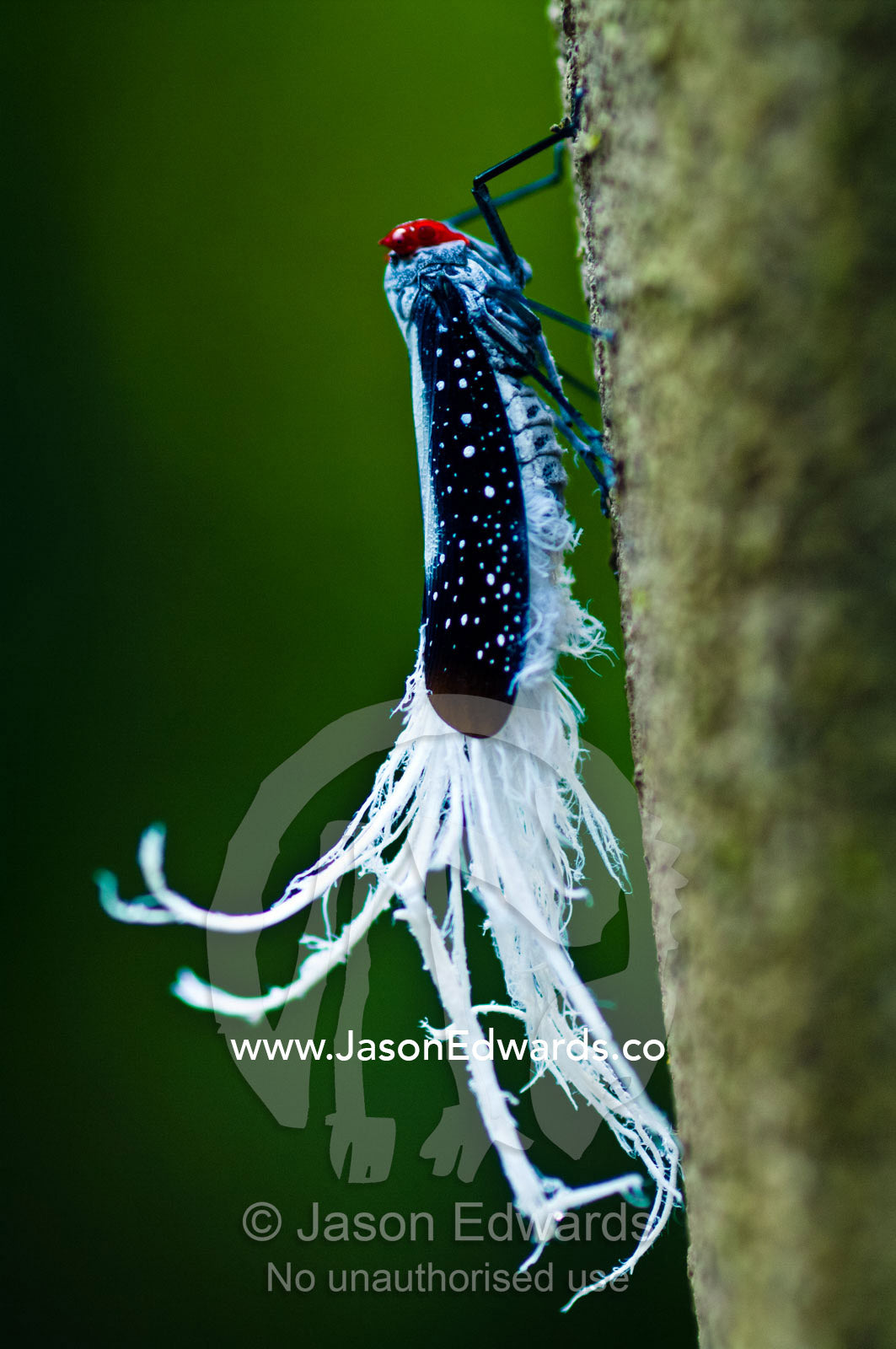 A Waxitailed Planthopper roosting on a vine hanging from the canopy of a rainforest tree. Near Pacaya Samiria Reserve, Reserva Nacional Pacaya Samiria, Amazon River, Maranon River and Ucayali River Confluence, Rio Amazonas, Rio Maranon, Rio Ucayali, Loreto Region, Maynas Province, Amazon Basin, Peru.