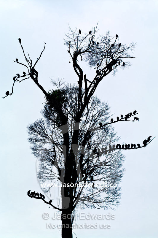 A silhouette of a committee of Black Vultures roosting in a dead tropical rainforest tree after logging cleared the area. Near Nauta, Amazon Basin, Loreto Region, Maynas Province, Peru.