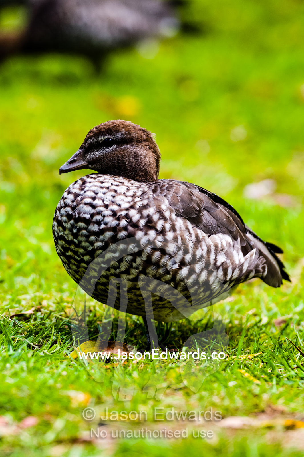 An Australian Wood Duck standing on a grassy lawn in a garden. Wye River, Great Ocean Road, Victoria, Australia.