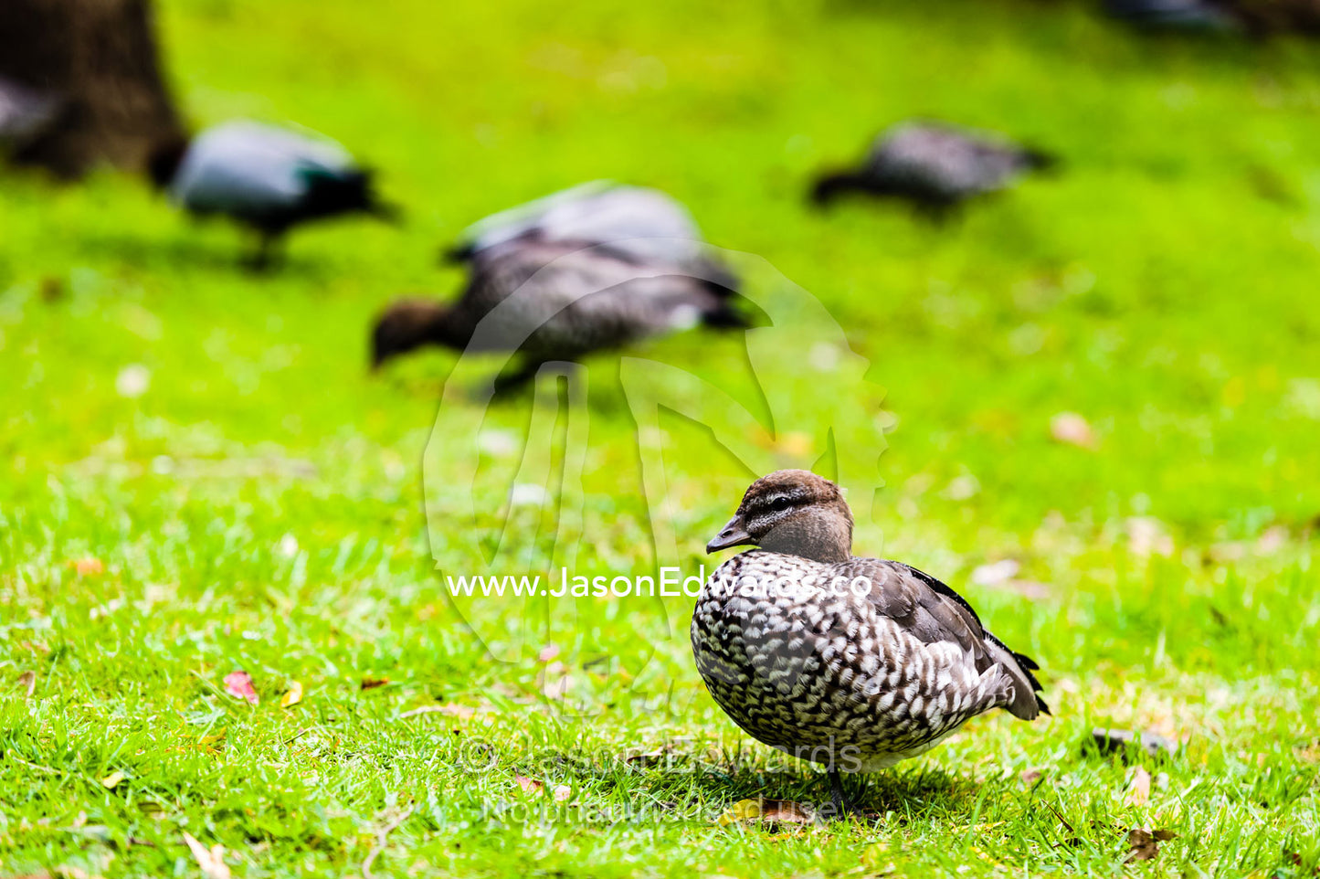An Australian Wood Duck on a garden lawn whilst other ducks graze. Wye River, Great Ocean Road, Victoria, Australia.