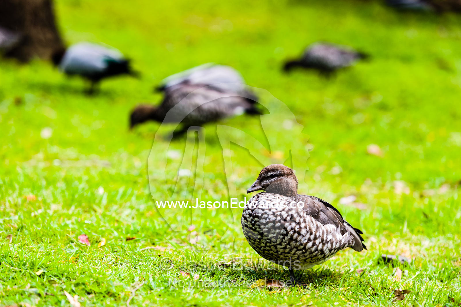 An Australian Wood Duck on a garden lawn whilst other ducks graze. Wye River, Great Ocean Road, Victoria, Australia.