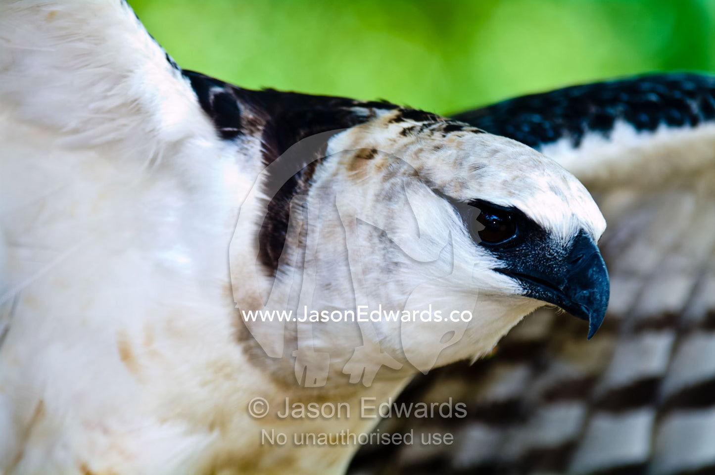 A Crested Eagle prepares to take-off by stretching it's huge wings. Oran, Otorongo Expeditions, Amazon River, Amazon Basin, Loreto Region, Maynas Province, Peru.