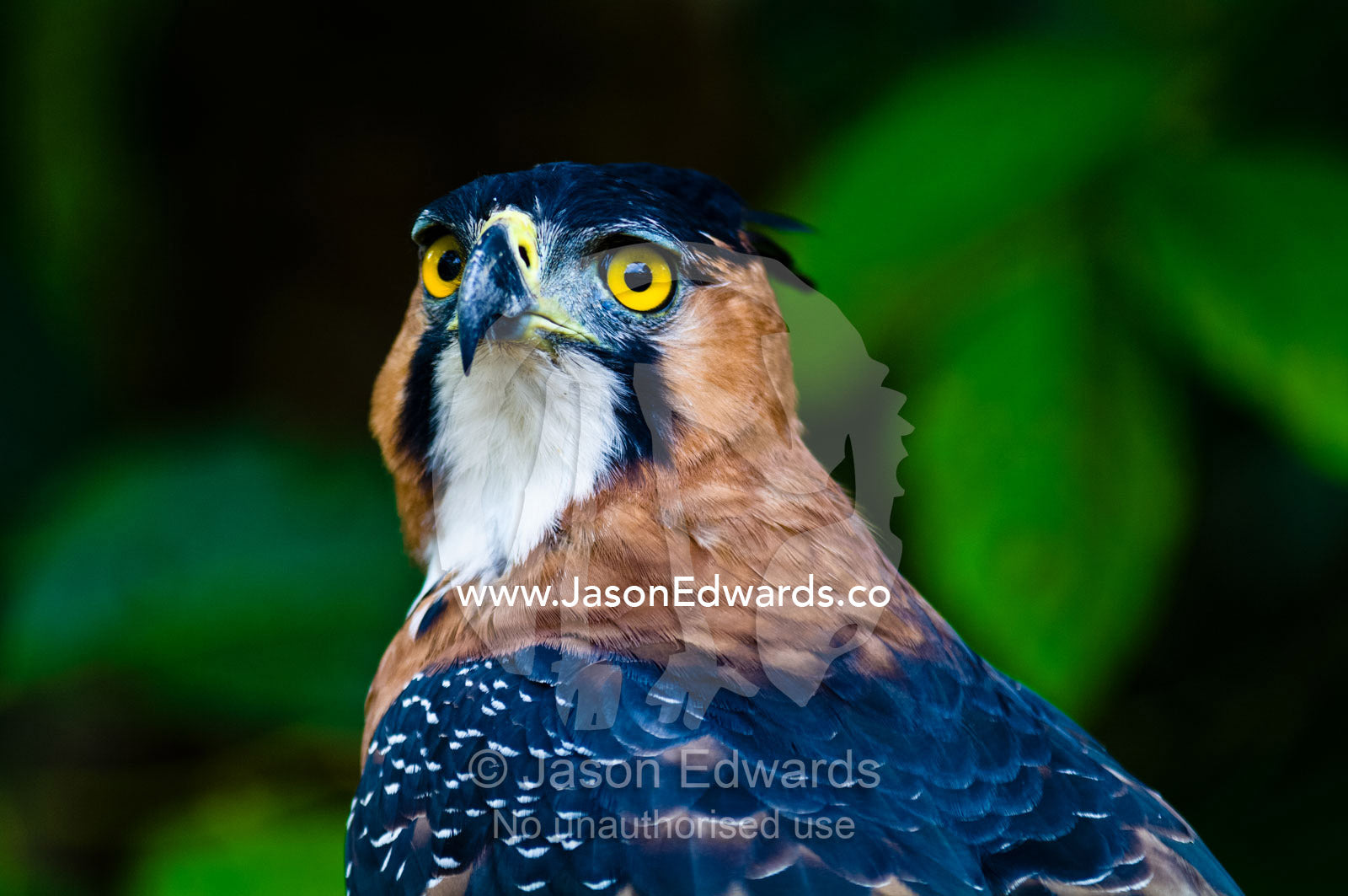The intense yellow eyes of an Ornate Hawk-Eagle staring into the surrounding rainforest. Oran, Otorongo Expeditions, Amazon River, Amazon Basin, Loreto Region, Maynas Province, Peru.