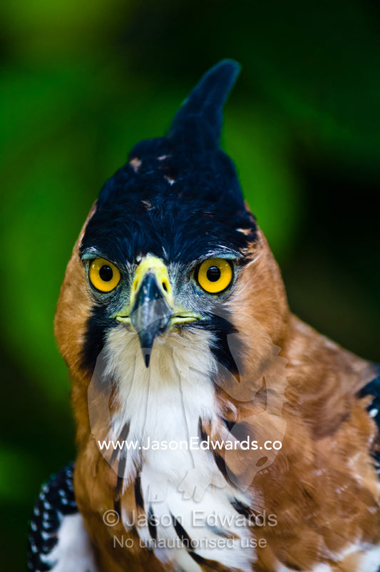 The intense yellow eyes of an Ornate Hawk-Eagle staring into the surrounding rainforest. Oran, Otorongo Expeditions, Amazon River, Amazon Basin, Loreto Region, Maynas Province, Peru.