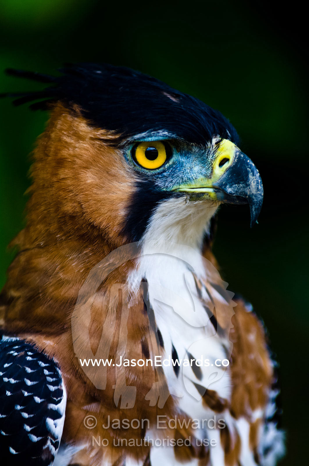 The intense yellow eyes of an Ornate Hawk-Eagle staring into the surrounding rainforest. Oran, Otorongo Expeditions, Amazon River, Amazon Basin, Loreto Region, Maynas Province, Peru.
