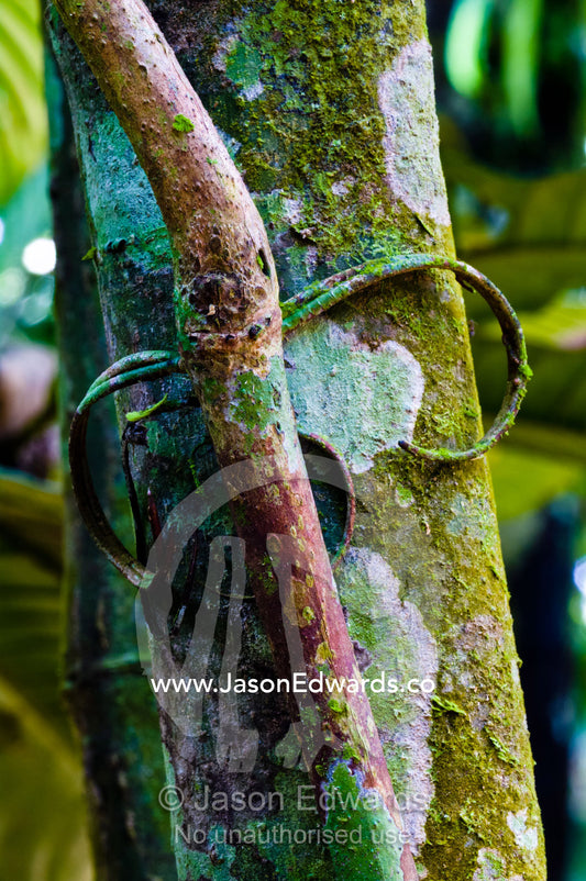 Moss and lichen covered tendrils of a vine clasp onto a tree trunk to give it support as it grows towards the sunlight in the rainforest. Parque de Quistococha, Quistococha Zoo, Iquitos, Amazon Basin, Loreto Region, Maynas Province, Peru.