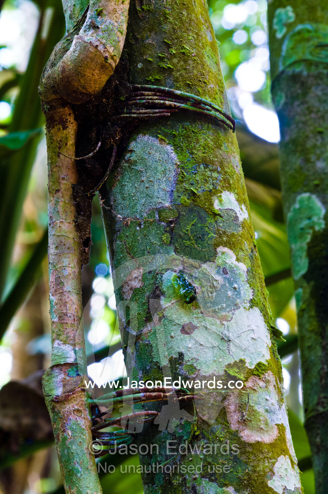 Moss and lichen covered tendrils of a vine clasp onto a tree trunk to give it support as it grows towards the sunlight in the rainforest. Parque de Quistococha, Quistococha Zoo, Iquitos, Amazon Basin, Loreto Region, Maynas Province, Peru.
