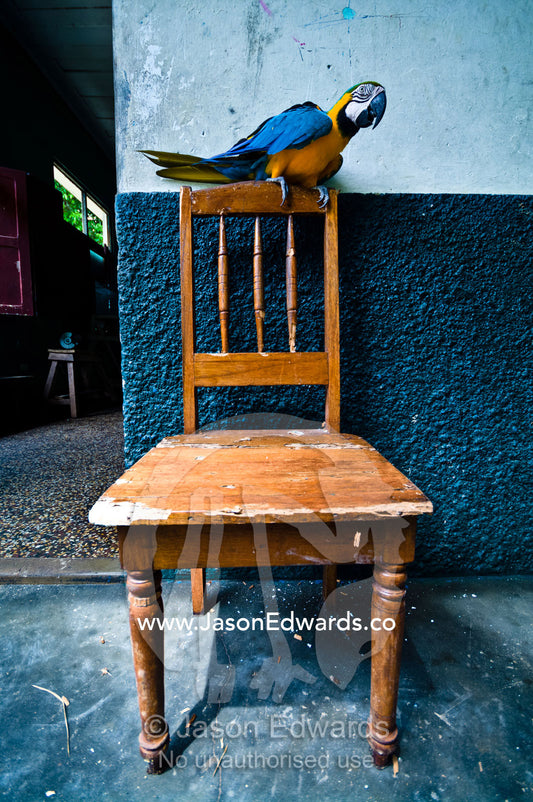 A Blue-and-Gold Macaw perched on the back of a timber chair. Parque de Quistococha, Quistococha Zoo, Iquitos, Amazon Basin, Loreto Region, Maynas Province, Peru.