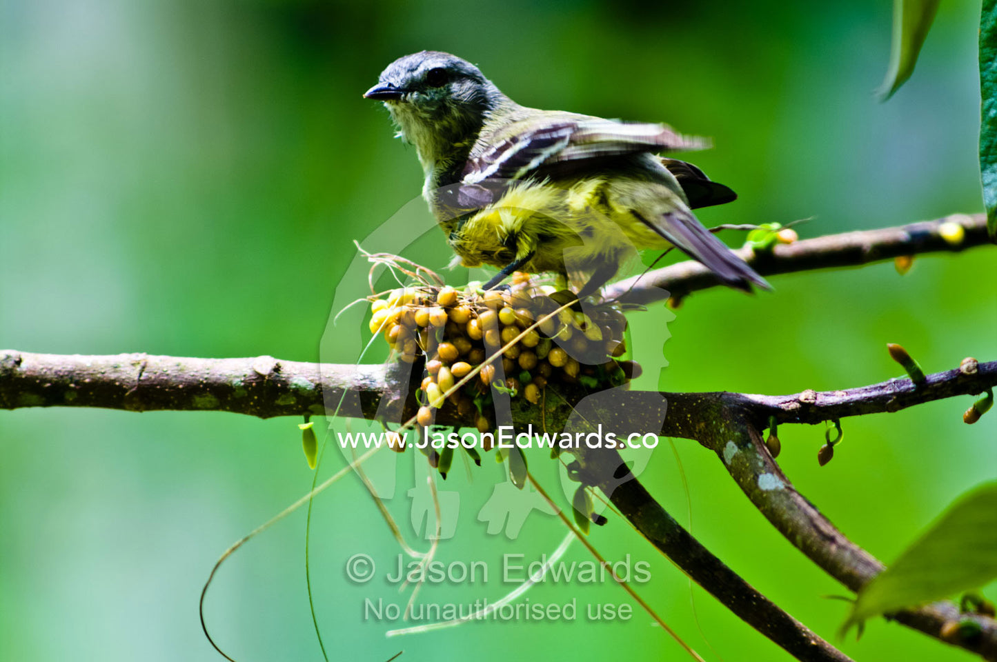 A Yellow-Olive Flycatcher standing on the rim of it's nest made of woven berries and grass. Parque de Quistococha, Quistococha Zoo, Iquitos, Amazon Basin, Loreto Region, Maynas Province, Peru.