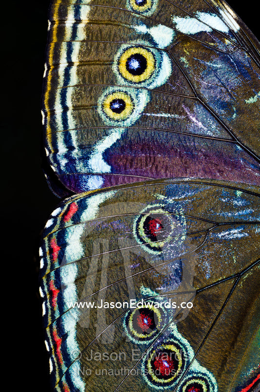 The wing markings of an Owl Butterfly look like giant eyes to predators looking for an easy meal. Pilpintuwasi Butterfly Farm, Iquitos, Amazon Basin, Loreto Region, Maynas Province, Peru.