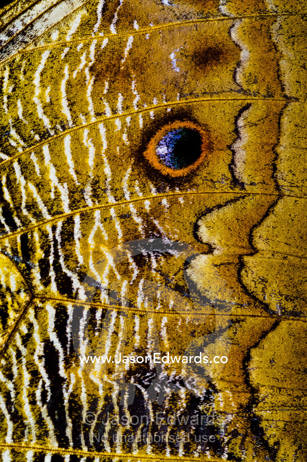 The wing markings of an Owl Butterfly look like giant eyes to predators looking for an easy meal. Pilpintuwasi Butterfly Farm, Iquitos, Amazon Basin, Loreto Region, Maynas Province, Peru.