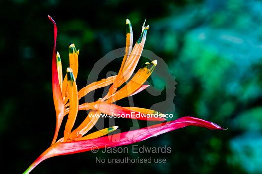 Dazzling pink and orange Heliconia petals add colour to the rainforest understory. Pilpintuwasi Butterfly Farm, Iquitos, Amazon Basin, Loreto Region, Maynas Province, Peru.
