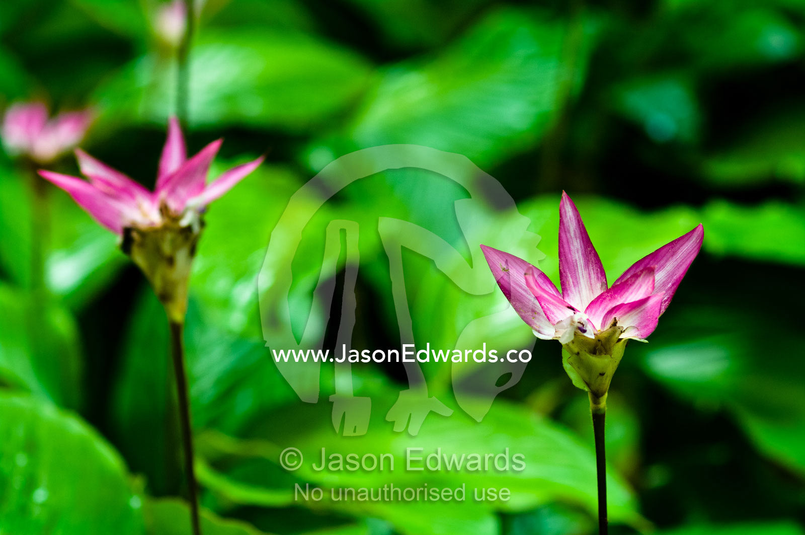 Dazzling pink flowers emerge from the rainforest floor to add colour to the understory. Near Pacaya Samiria Reserve, Reserva Nacional Pacaya Samiria, Amazon River, Maranon River and Ucayali River Confluence, Rio Amazonas, Rio Maranon, Rio Ucayali, Loreto Region, Maynas Province, Amazon Basin, Peru.