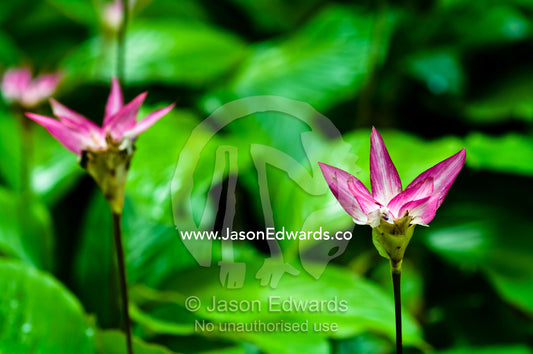 Dazzling pink flowers emerge from the rainforest floor to add colour to the understory. Near Pacaya Samiria Reserve, Reserva Nacional Pacaya Samiria, Amazon River, Maranon River and Ucayali River Confluence, Rio Amazonas, Rio Maranon, Rio Ucayali, Loreto Region, Maynas Province, Amazon Basin, Peru.