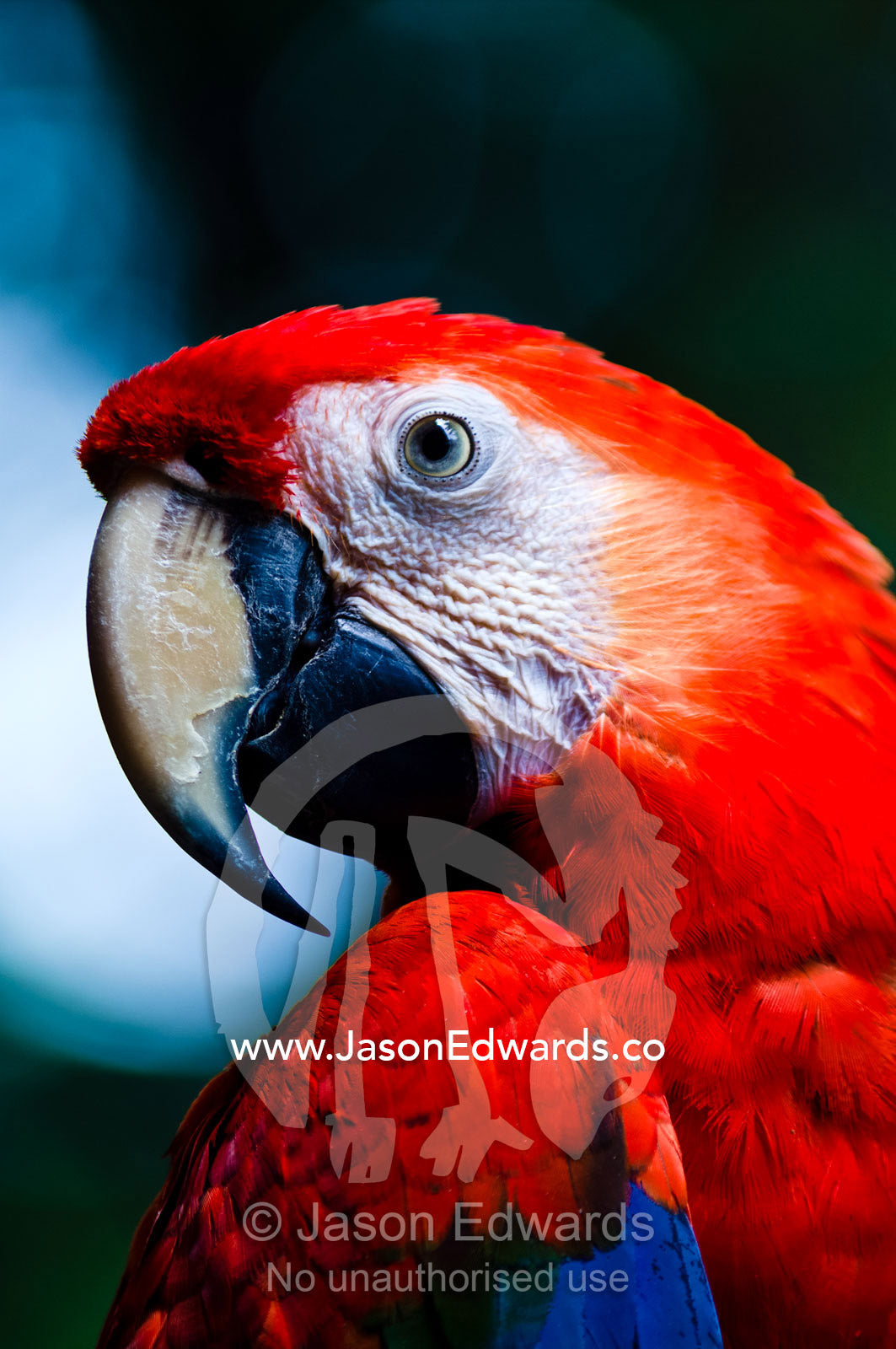 The sharp and hooked beak of a Scarlet Macaw is a powerful tool for feeding on hard seeds and nuts. Parque de Quistococha, Quistococha Zoo, Iquitos, Amazon Basin, Loreto Region, Maynas Province, Peru.