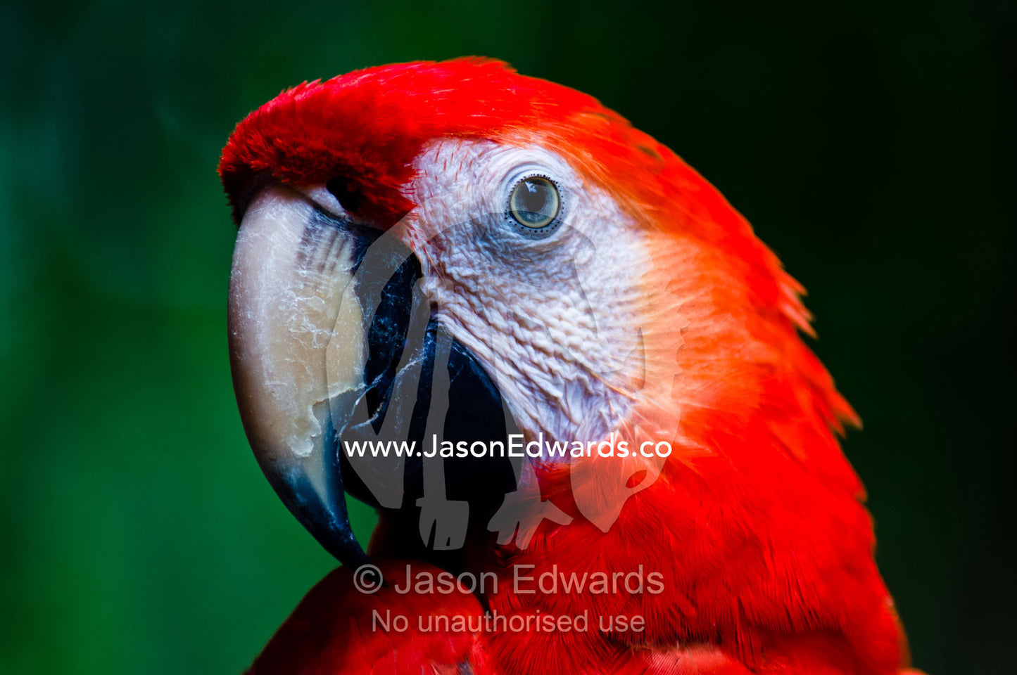 The sharp and hooked beak of a Scarlet Macaw is a powerful tool for feeding on hard seeds and nuts. Parque de Quistococha, Quistococha Zoo, Iquitos, Amazon Basin, Loreto Region, Maynas Province, Peru.