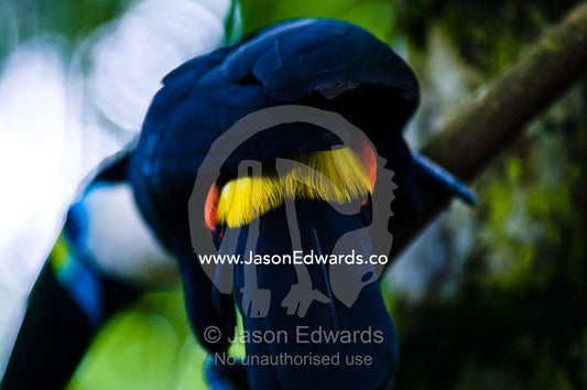 The yellow rump feathers of a White-throated Toucan perched on a vine in the rainforest. Parque de Quistococha, Quistococha Zoo, Iquitos, Amazon Basin, Loreto Region, Maynas Province, Peru.