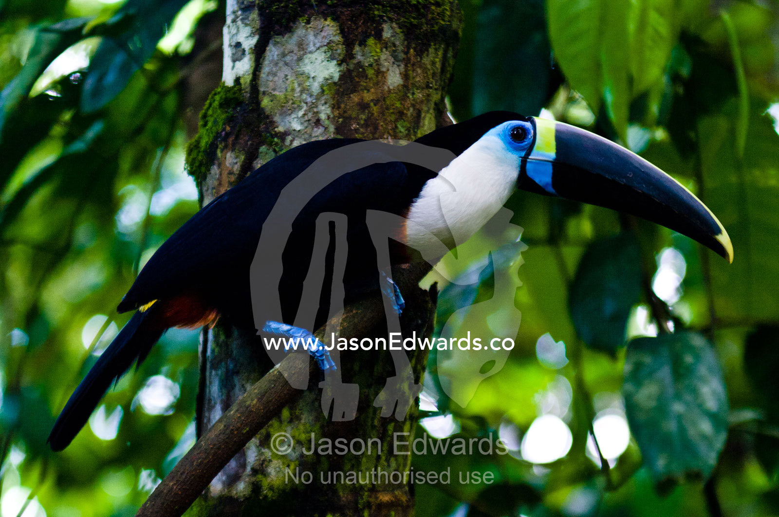 Blue skin surrounds the eye of a White-throated Toucan with it's enormous yellow and blue striped bill perched on a vine in the rainforest. Parque de Quistococha, Quistococha Zoo, Iquitos, Amazon Basin, Loreto Region, Maynas Province, Peru.