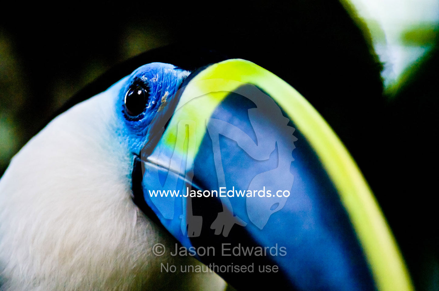 Blue fleshy skin surrounds the eye of a White-throated Toucan with it's enormous yellow and blue striped bill. Parque de Quistococha, Quistococha Zoo, Iquitos, Amazon Basin, Loreto Region, Maynas Province, Peru.