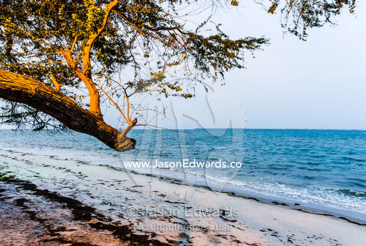 A spotlight illuminates a tree overlooking an ocean bay after sunset. Dar es Salaam, Kawe, Tanzania.