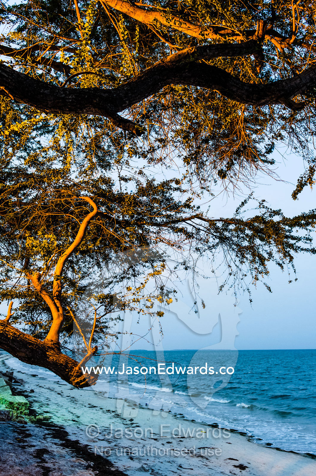 A spotlight illuminates a tree overlooking an ocean bay after sunset. Dar es Salaam, Kawe, Tanzania.