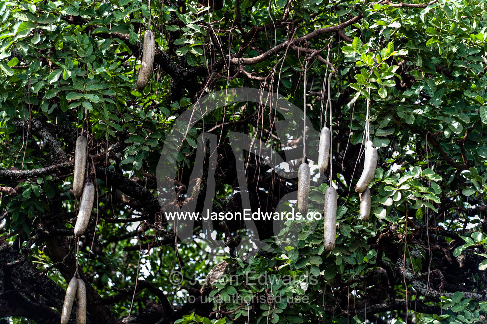 Enormous seed pods hang from the branches of a Sausage Tree. Karatu, Lake Manyara National Park, Arusha Region, Tanzania.