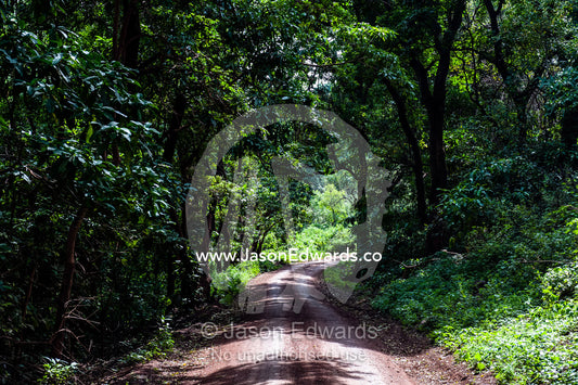 A dirt road passing beneath a shaded dense tropical forest canopy. Lake Manyara National Park, Arusha Region, Tanzania.