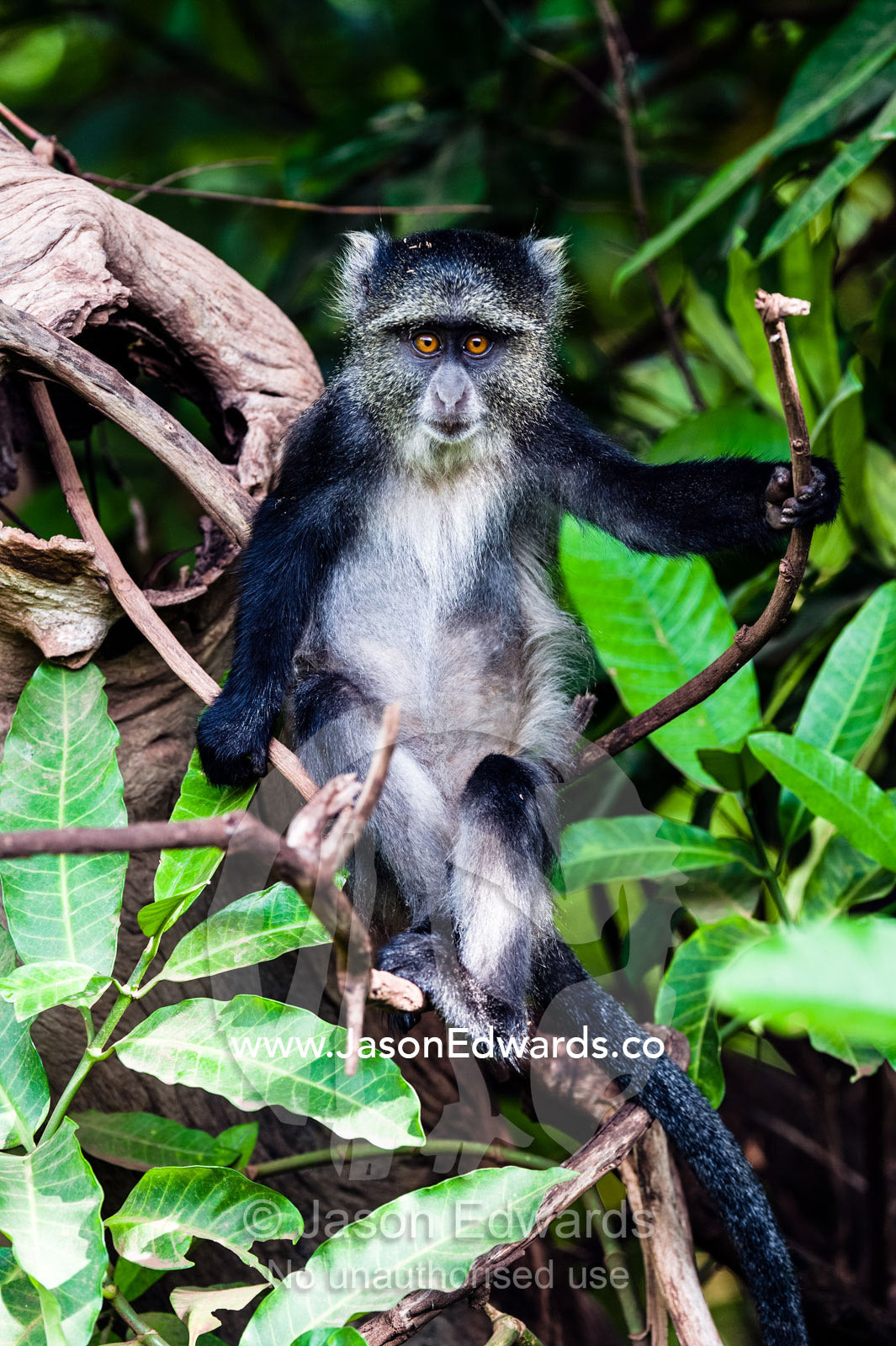 A curious Blue Monkey sitting on a branch in an evergreen forest. Lake Manyara National Park, Arusha Region, Tanzania.