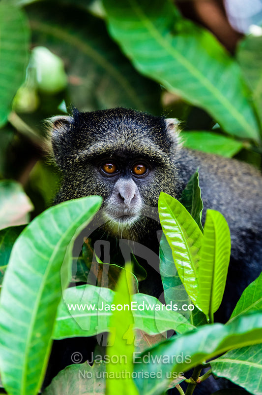A curious Blue Monkey peering through leaves in an evergreen forest. Lake Manyara National Park, Arusha Region, Tanzania.