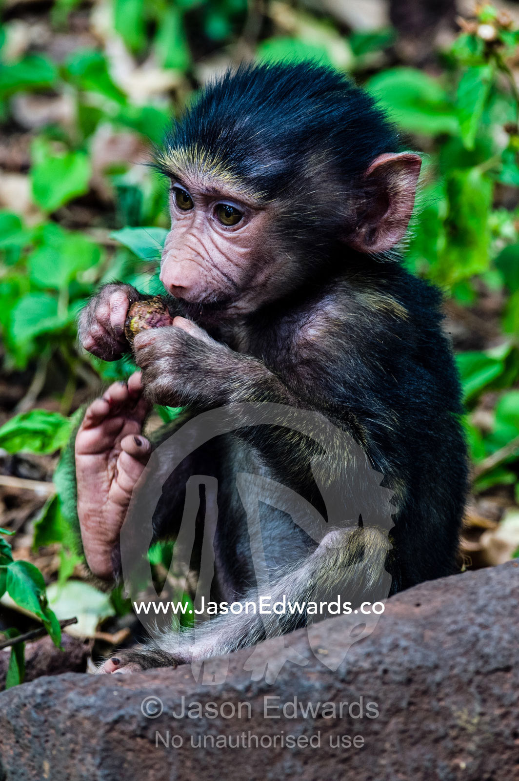 A cute Olive Baboon infant using its hands and foot to feed on forest fruit. Lake Manyara National Park, Arusha Region, Tanzania.
