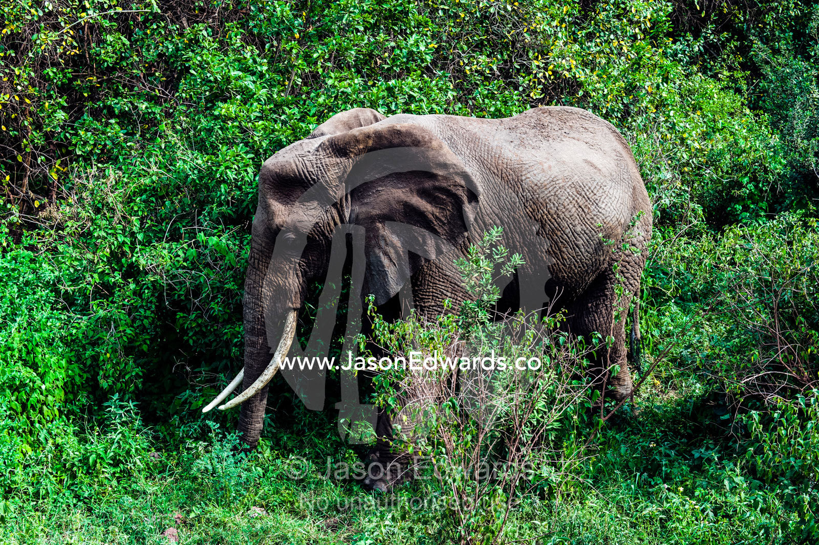 An African Elephant feeding on foliage in an evergreen forest clearing. Lake Manyara National Park, Arusha Region, Tanzania.