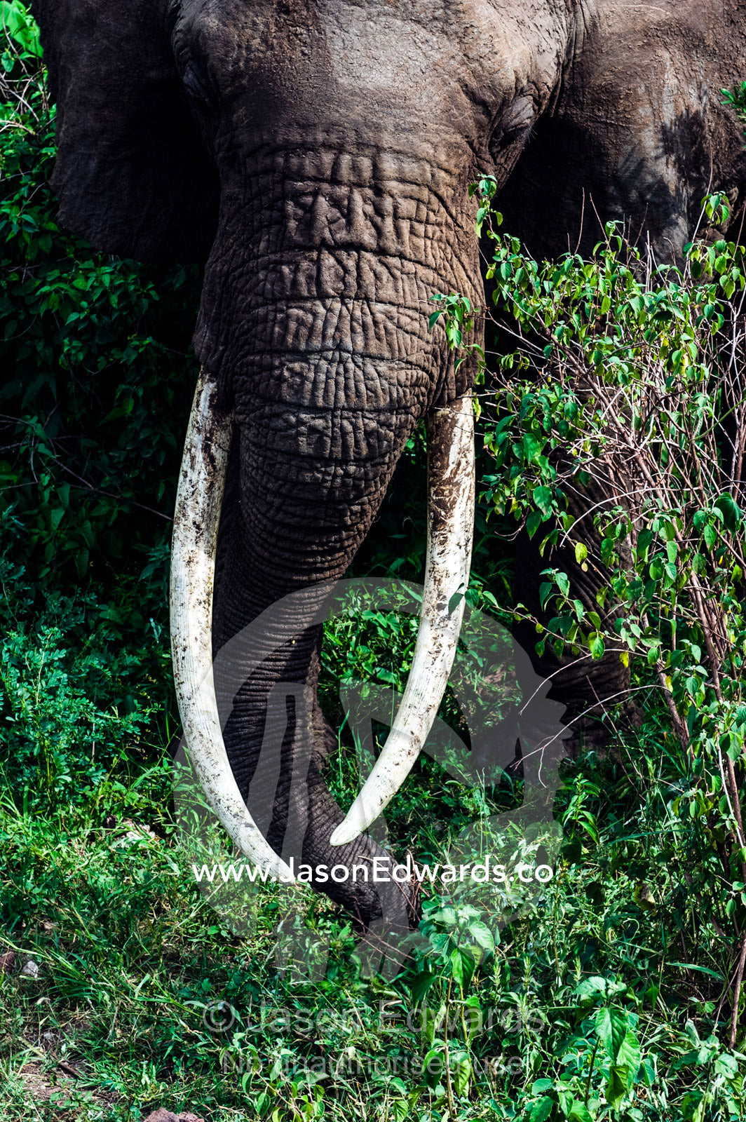 An African Elephant feeding on foliage in an evergreen forest clearing. Lake Manyara National Park, Arusha Region, Tanzania.