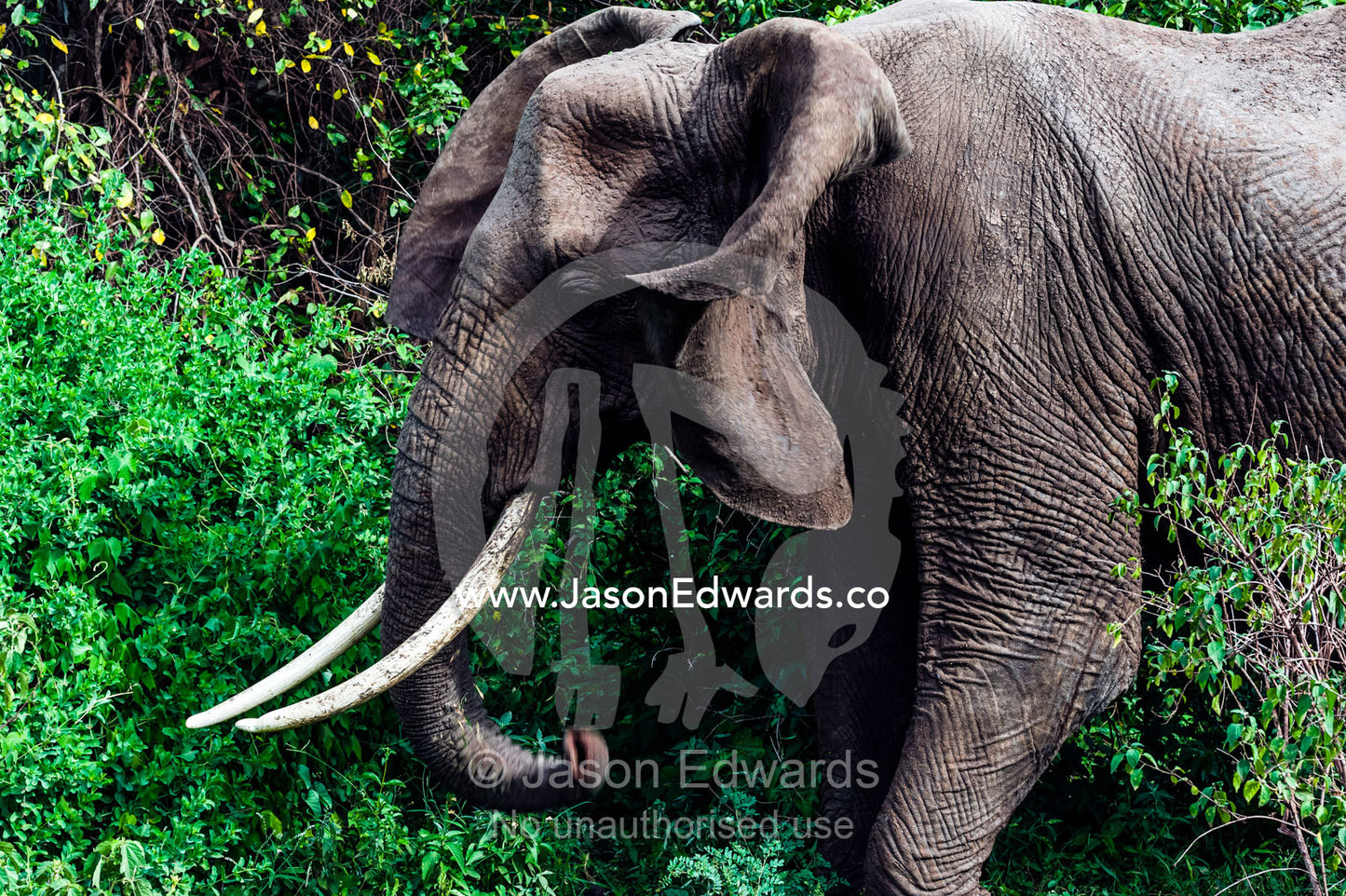An African Elephant feeding on foliage in an evergreen forest clearing flaps his ears. Lake Manyara National Park, Arusha Region, Tanzania.